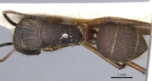 Camponotus rufipes - CASENT0905367