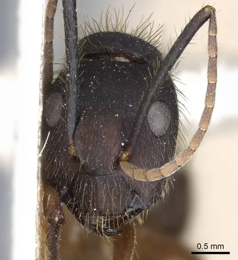 Camponotus rufipes - CASENT0905367