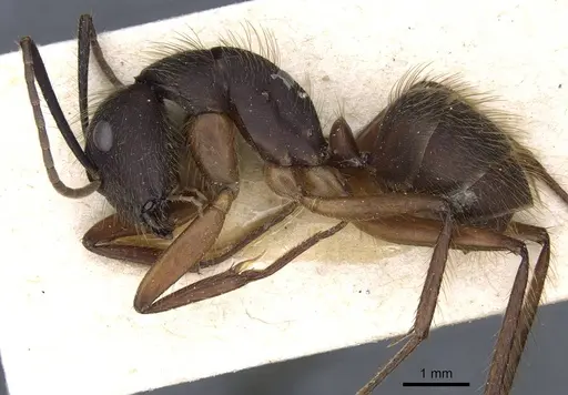 Camponotus rufipes - CASENT0905367