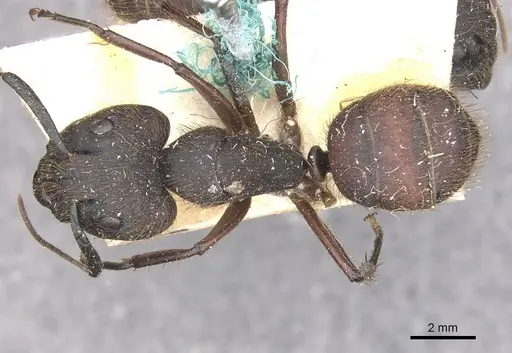 Camponotus rufipes - CASENT0910358