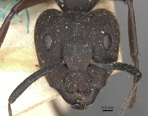 Camponotus rufipes - CASENT0910358