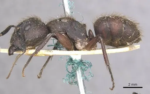 Camponotus rufipes - CASENT0910358