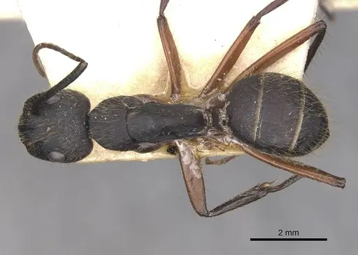 Camponotus rufipes - CASENT0910359