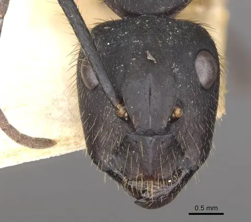 Camponotus rufipes - CASENT0910359