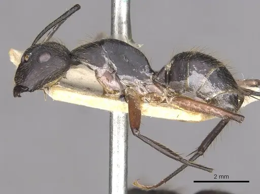 Camponotus rufipes - CASENT0910359