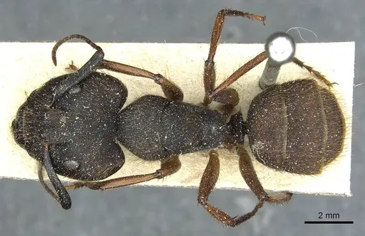 Camponotus rufipes - CASENT0911814