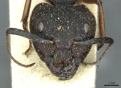 Camponotus rufipes - CASENT0911814