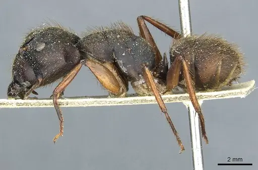 Camponotus rufipes - CASENT0911814