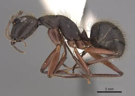 Camponotus rufipes - CASENT0923549