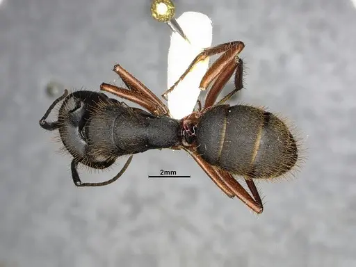 Camponotus rufipes - CASENT4032246