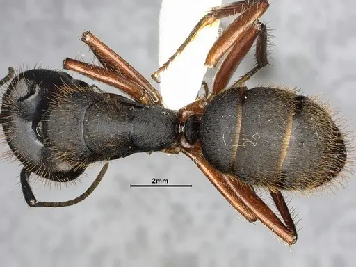 Camponotus rufipes - CASENT4032246