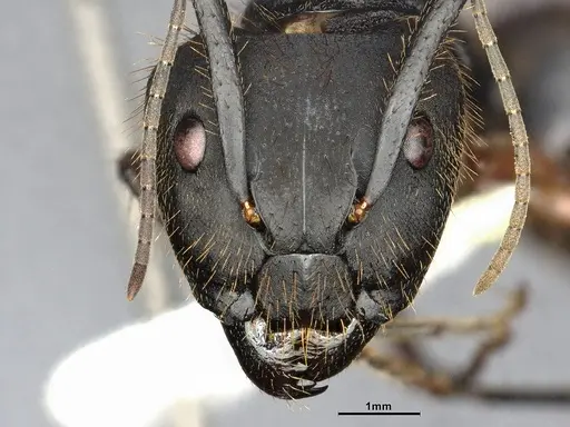 Camponotus rufipes - CASENT4032246