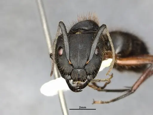 Camponotus rufipes - CASENT4032246