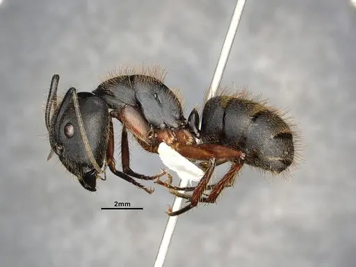 Camponotus rufipes - CASENT4032246