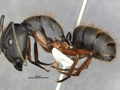 Camponotus rufipes - CASENT4032246