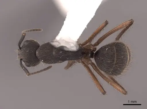 Camponotus rufipes - FMNHINS0000062988