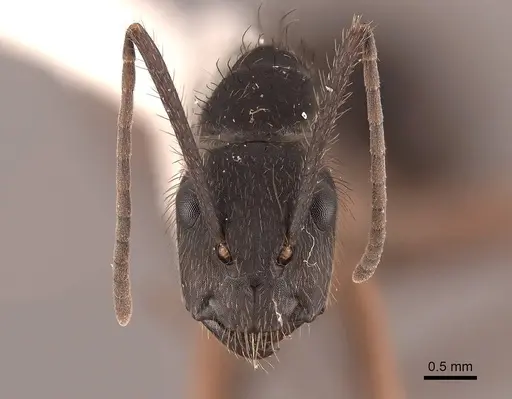 Camponotus rufipes - FMNHINS0000062988
