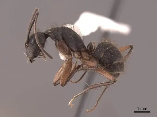 Camponotus rufipes - FMNHINS0000062988
