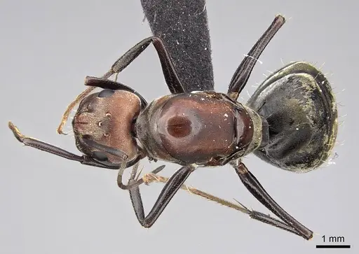 Camponotus rufoglaucus specimen