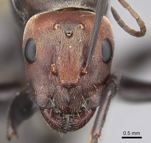 Camponotus rufoglaucus specimen