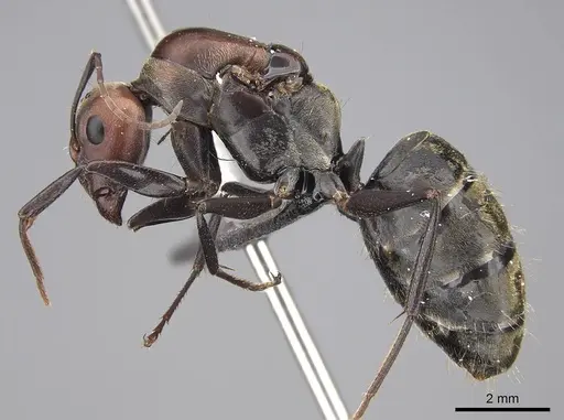Camponotus rufoglaucus specimen