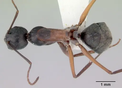 Camponotus rufonigrus specimen