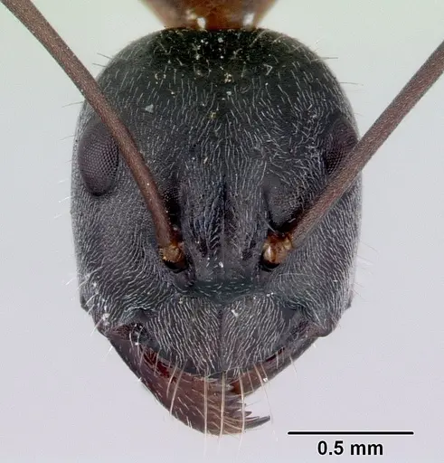 Camponotus rufonigrus specimen