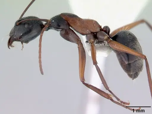 Camponotus rufonigrus specimen