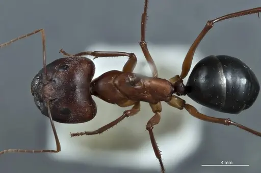 Camponotus rufus specimen