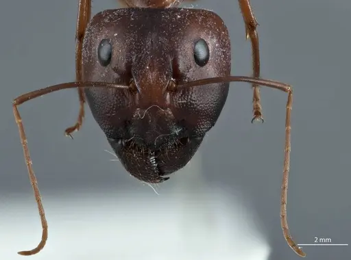 Camponotus rufus specimen