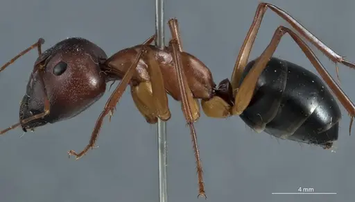 Camponotus rufus specimen