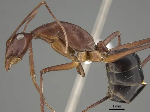 Camponotus rufus - CASENT0887681
