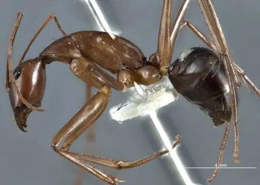 Camponotus rufus - JDM32-001333