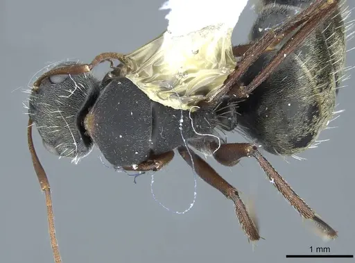 Camponotus rusticus specimen
