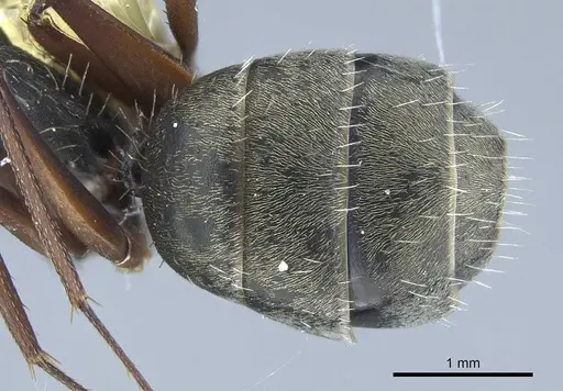 Camponotus rusticus specimen