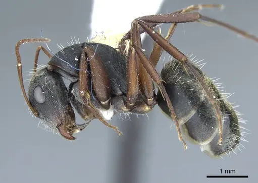 Camponotus rusticus - CASENT0914427