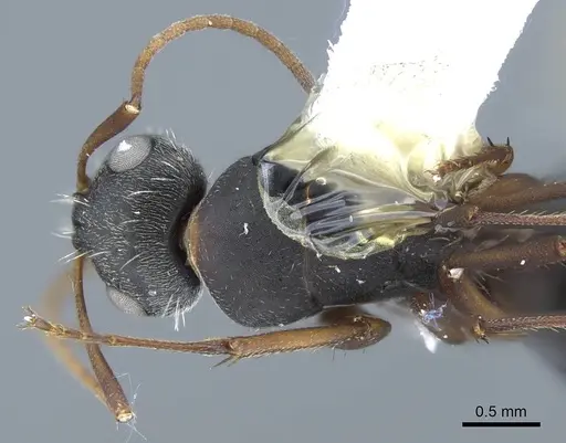Camponotus rusticus - CASENT0914428