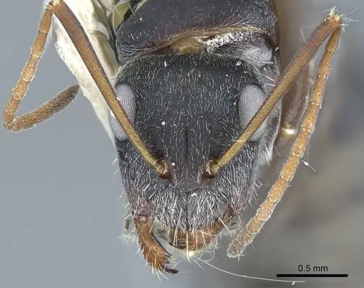 Camponotus rusticus - CASENT0914428