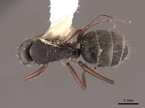 Camponotus rusticus - FMNHINS0000062973