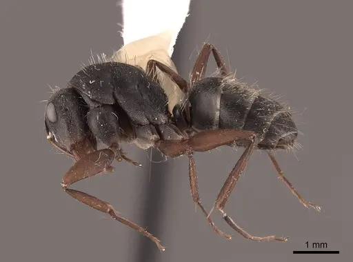 Camponotus rusticus - FMNHINS0000062973