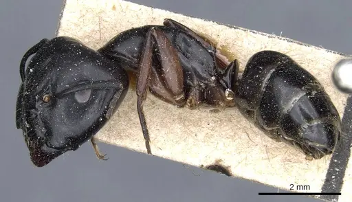 Camponotus sacchii specimen