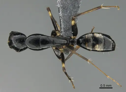 Camponotus sada specimen