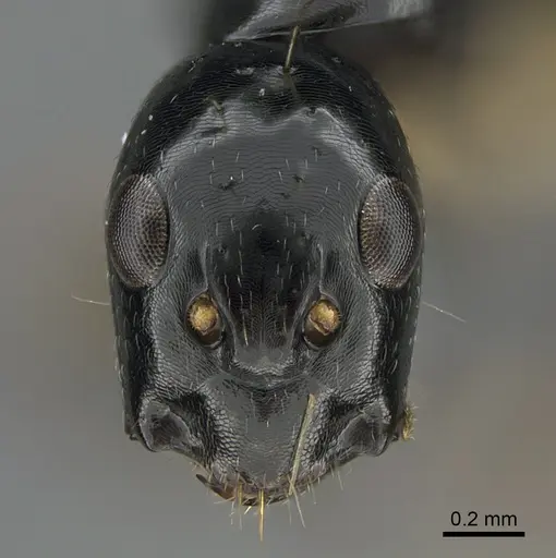 Camponotus sada specimen
