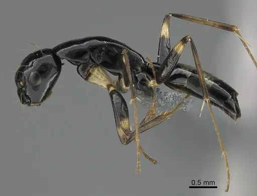 Camponotus sada specimen