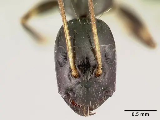 Camponotus sada - CASENT0498916