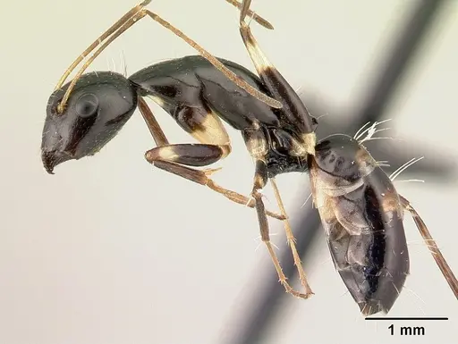Camponotus sada - CASENT0498916