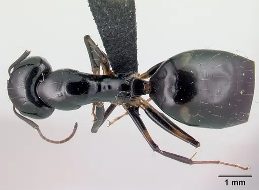 Camponotus sada - CASENT0498922