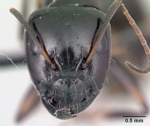 Camponotus sada - CASENT0498922
