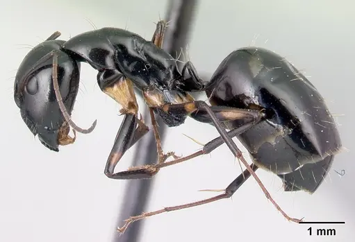 Camponotus sada - CASENT0498922