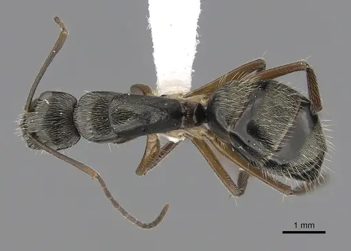 Camponotus salvini specimen